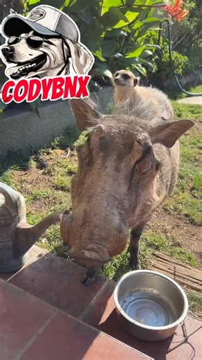 Cody Banx on Instagram: "Timon & Pumba permi getting sent the wrong location"