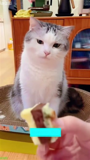Funniest Cat 🐕 Cat videos Compilation 😼 # Ep 3108