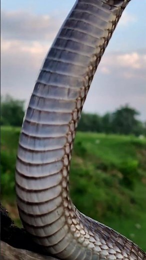 snake rescue national geographic | | #shorts #snakevideo