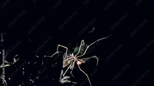 Marine spider pycnogonida close up underwater on black background of seabed. Unique amazing beautiful exotic macro video. Life in pure clear clean water.