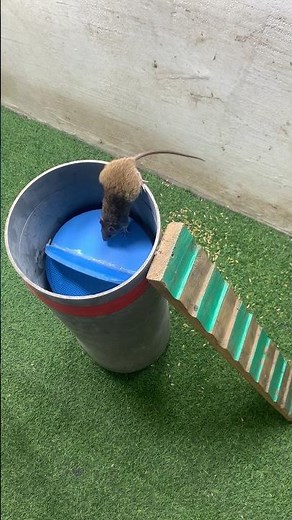 Homemade mouse trap with effective PVC pipe #mousetrap #rattrap #shorts