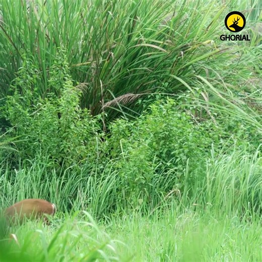 বাংলাদেশের বনের রহস্যময় ও লাজুক এক বাসিন্দা মায়া হরিণ, যার ইংরেজি নাম Barking Deer এবং বৈজ্ঞানিক নাম Muntiacus muntjak। নাম শুনে অনেকেই ভাবতে পারেন, হরিণ আবার ঘেউ ঘেউ করে ডাকতে পারে নাকি? হ্যাঁ, মায়া হরিণের বিশেষ বৈশিষ্ট্যই হচ্ছে এর গলার আওয়াজ, যা শুনলে মনে হয় যেন কোনো কুকুর ডাকছে। এই ডাকই এদের নামকরণের পেছনের কারণ। #BarkingDeer #মায়া_হরিণ #MuntiacusMuntjak #WildlifeOfBangladesh #SaveTheDeer #EndangeredSpecies #NatureConservation #BeautifulBangladesh #ForestWildlife #ProtectNature #বন্যপ্র