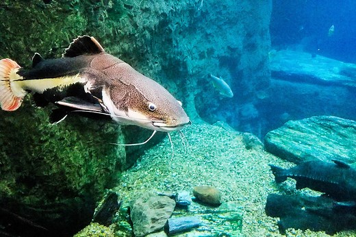 ▷ Bagre » Características, Alimentación, Hábitat, Reproducción, Depredadores