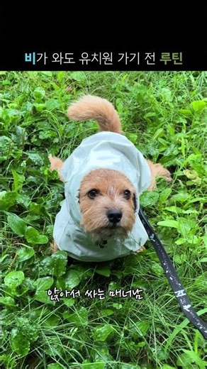 유치원 가기 전 루틴 #norwichterrier #노리치테리어