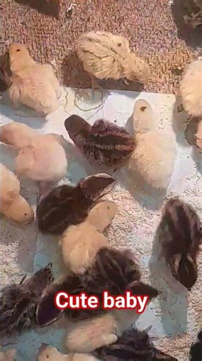#youtube #quail #viralvideos