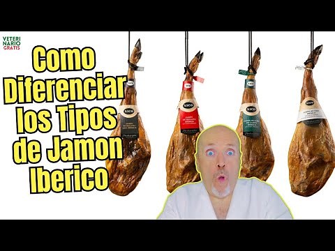 🍖🧐 ¿CÓMO DIFERENCIAR LOS DISTINTOS TIPOS DE JAMÓN IBÉRICO? SUS CARACTERÍSTICAS Y DIFERENCIAS 🇪🇸✨
