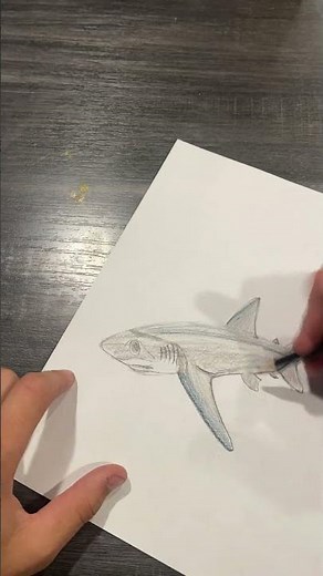 Day 7 of Drawing Sharks (Thresher Shark)
