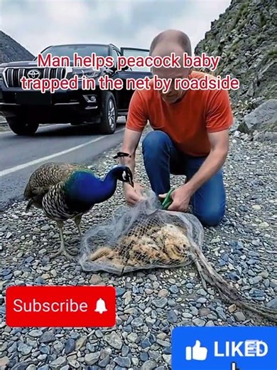Peacock Baby Trapped in Net | Heart-Touching Rescue 🦚💔 #humanity#wildlife #viralshorts‎ @zooly-one