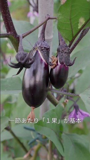 ナスの生理落花と一節一果 #家庭菜園#ナス栽培