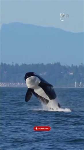 Face-to-Face with a Giant Orca! The Ocean's Most Powerful Predator 🐋🔥 #short #sea #orca