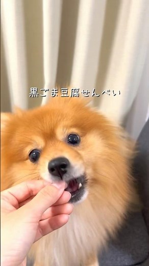 黒ごま豆腐せんべい🍘