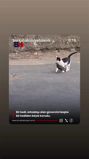 Arslan Tansel (@arslan.tansel) adlı kullanıcının orijinal ses - Arslan Tansel ile oluşturduğu videoları