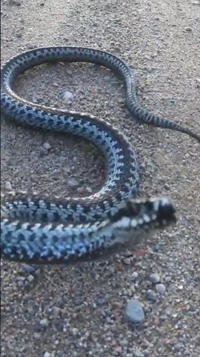 #Kreuzotter #Schweden #Schlange #snake #Sweden #attack #Angriff