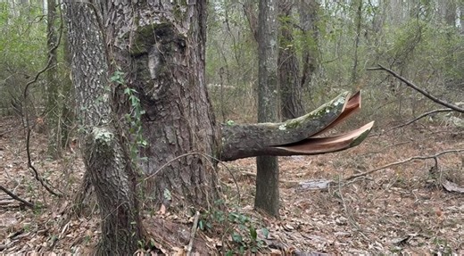 Unmasking Nature's Master of Disguise: The Hidden Creature