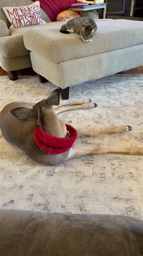 Lorry Brown on Instagram: "Benny out like a light after our hike today, Zubie out like a light after waking up at noon😆😆🤷‍♀️ #GoldenRetriever #hike #cats #dogs #catsofinstagram #chickens #hikingcats#Nature #deer #duck #trails#animals #squirrel #fyp #funny #hike #hiking #trails"