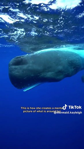 Understanding Sperm Whale Clicks and Their Unique Sounds