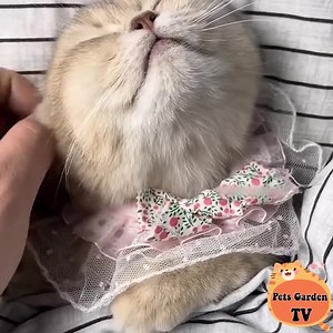 good night baby 😽 | Cute Cat Animals