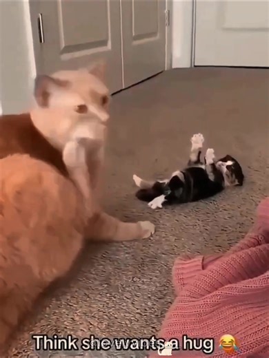 First Time Cat Mom's Hilarious Journey