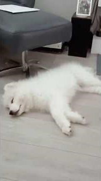 How To Tire Out Your Dog Indoors With Scent Work