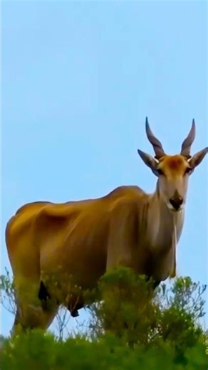 “Shocking 😱 Giant Eland Antelope 🦌 Caught on Camera in Africa”#Eland #WildAnimals #Africa #safari