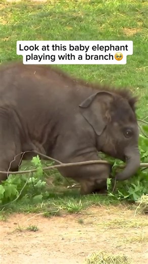 Elephant Rescuers | Baby elephants are naturally curious and playful, and they love interacting with different objects as part of their development. They often... | Instagram