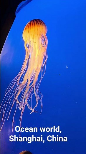 Exploring Shanghai Ocean Aquarium 🐠🌊 | An Underwater Wonderland 🇨🇳 #explorechina #chinatravel