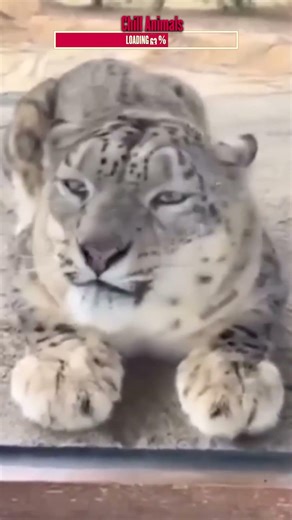 Funny Chill Animals | Algorithm Cleanse