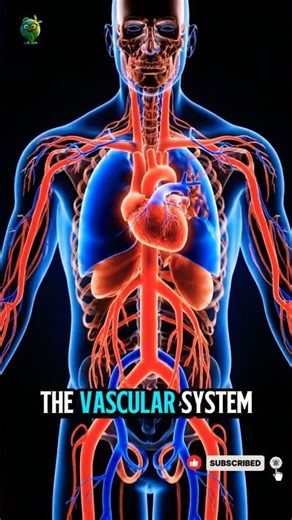 Inside the Human Blood Vessels: 3D Dissection of Life’s Highways - EcoHuman ScienceLab