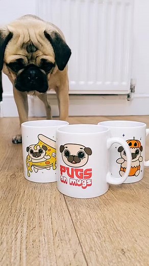 pugsonmugs on TikTok