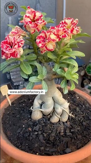 Rare Imported Adenium Plant Online Shopping 🌱 #adenium #plants #flowers #garden