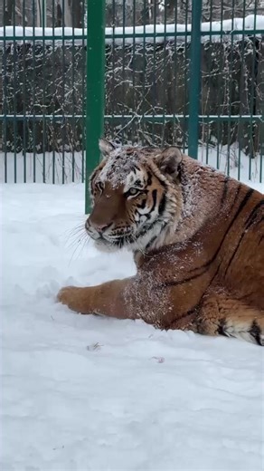 TIJGER MIR ONDERWEG NAAR BELGIË! Dankzij een geweldige samenwerking is tijger Mir zonet de Oekraïens-Poolse grens gepasseerd, onderweg naar België! Er is nog een lange weg te gaan, maar we verwachten dat Mir morgen in de loop van de dag bij ons zal arriveren. Het transport was complex en ter plekke was geen elektriciteit, dus werden gaskacheltjes aangevoerd om Mir warm te houden tijdens de verdoving. Daarom een onwaarschijnlijke dankjewel aan de ervaren transporteurs van @Crossborders Animal Ser