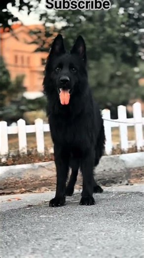 I rescued a puppy trapped in a washing machine! 😱 girl wining dog rescue right time #dogrescue#dogs