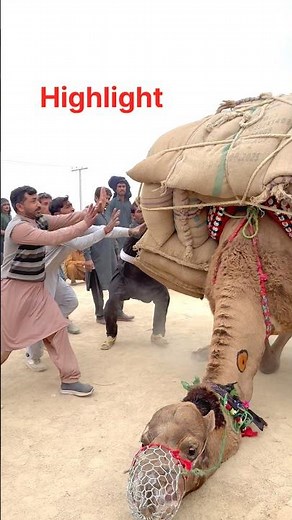 Why Proper Animal Handling Matters 🐪”