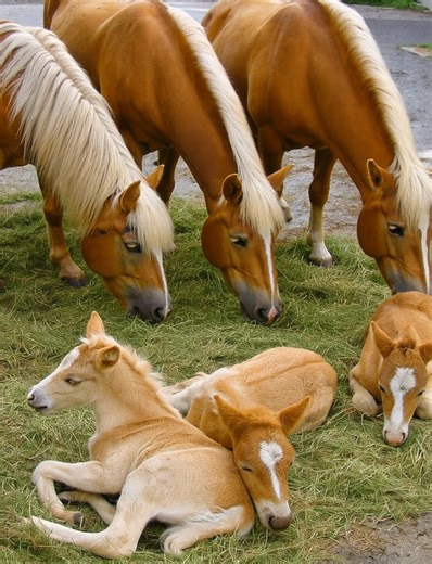 Our Haflinger horses enjoying some fresh hay while their sweet foals rest close by. 🐴💛 These gentle, golden beauties always bring a little extra sunshine to the day. 🌾 #HaflingerHorses #FoalLove #FarmLife #GoldenHorses #fblifestyle | Stable Express