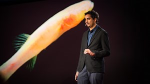 Clues to prehistoric times, found in blind cavefish