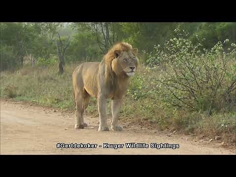Male Lion Pees in Road then marked his territory🙈🧐😍😜