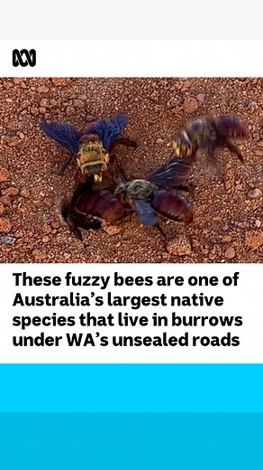 The Dawson’s Burrowing Bee, or Mungurragurra, doesn’t live in a hive, instead it spend most of its time underground. From July to September they gnaw their way to the surface, to mate and forage for food, leaving a distinct trail across the Gascoyne region in Western Australia’s north-west. Reporter: Rosemary Murphy via ABC Pilbara. | ABC Perth