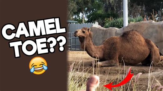 Hilarious Animal Wordplay — Zoo Puns Galore