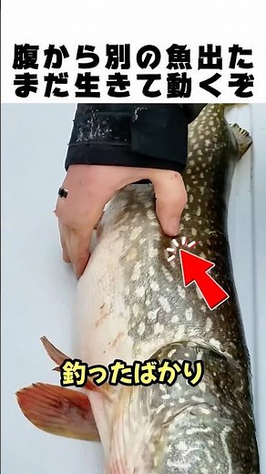 When I cut open the belly, I found a "live fish" inside...🐟🔪 A horror phenomenon that happened at...