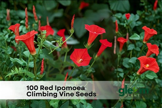 100 Red Ipomoea Climbing Vine Seeds for Planting - Etsy