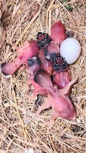 Hungry Gouldian Finch Babies #birds #vibrantbirds #birdsong #finch #birdsounds #nature #shorts
