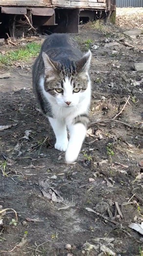LuCa On The Farm (6) #itsluca #luca #cat #watchcat #farm #lucasyard #alleliebenluca