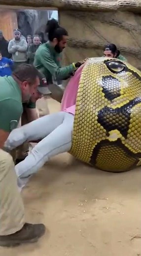Zookeepers Battle Massive Python to Save Woman! #Shorts