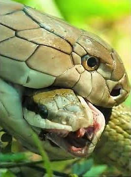 Dangerous Snake Walking Caught on Camera | Real Life Scary Snake Moment