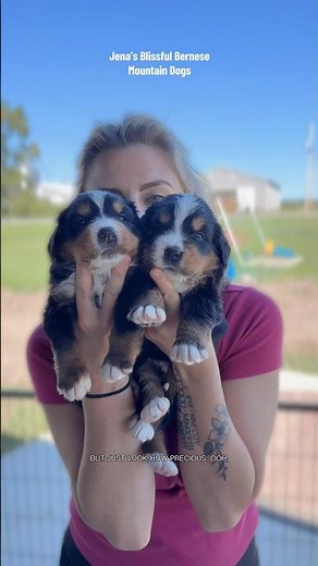I love these puppies 🥹🐶❤️ #puppy #bernesepuppy #bernesemountaindog #puppylove