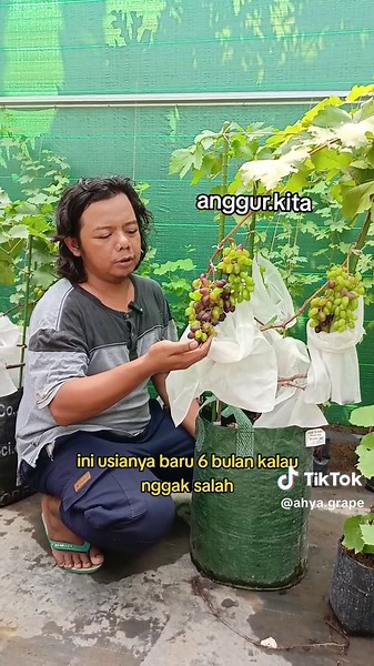 Cara Mudah Menanam Anggur di Rumah