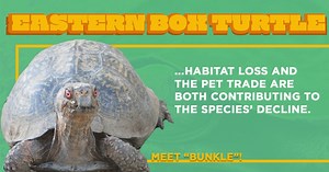 Presenting 🥁🥁🥁… BUNKLE! Our American Tortoise Rescue mascot and a glorious Eastern Box Turtle! Bunkle was one of our first turtles we rescued. As box turtles are commonly seen as pets, we think y'all might have some other fun facts about these fun buds of ours. Leave a comment and let’s learn together! | World Turtle Day