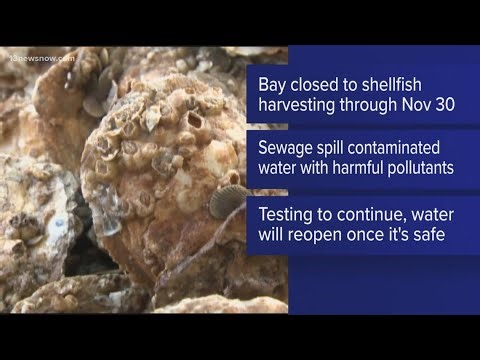Virginia temporarily bans shellfish harvesting in Broad Bay after sewage spill