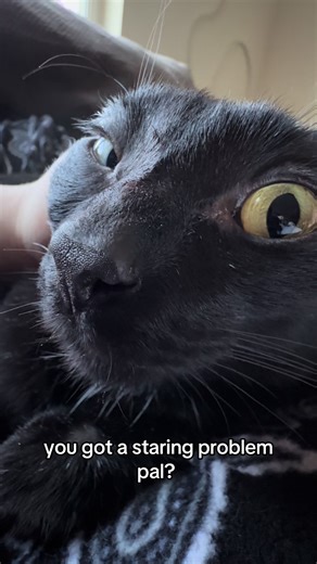 FAHHH! #cat #meme | cat