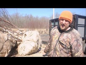 Tips on Moving a Large Tree Ball without Equipment